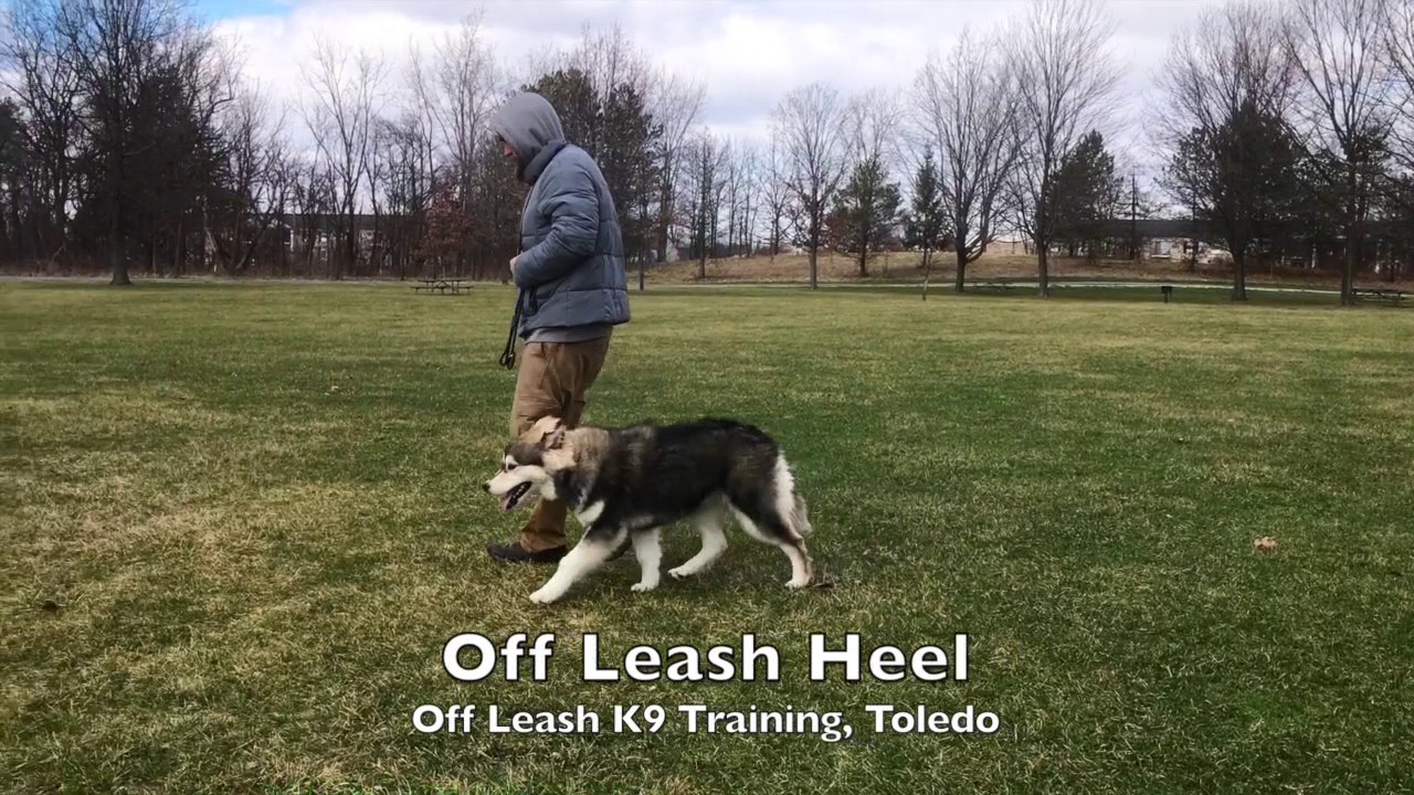 Dog Training: The Alaskan Malamute, Elly! Before/After Two Week Board and Train