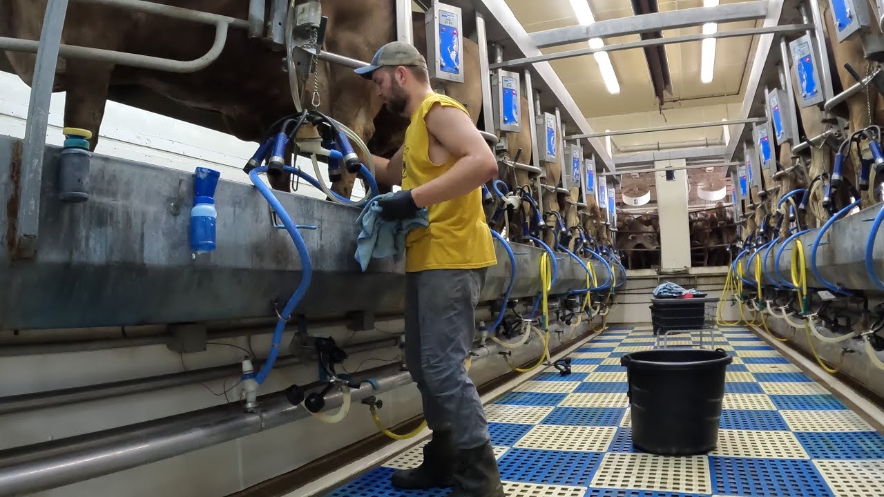 Come Milk Brown Swiss Cows With Me At The Rented Farm! | Boumatic Double 8 Herringbone Parlor