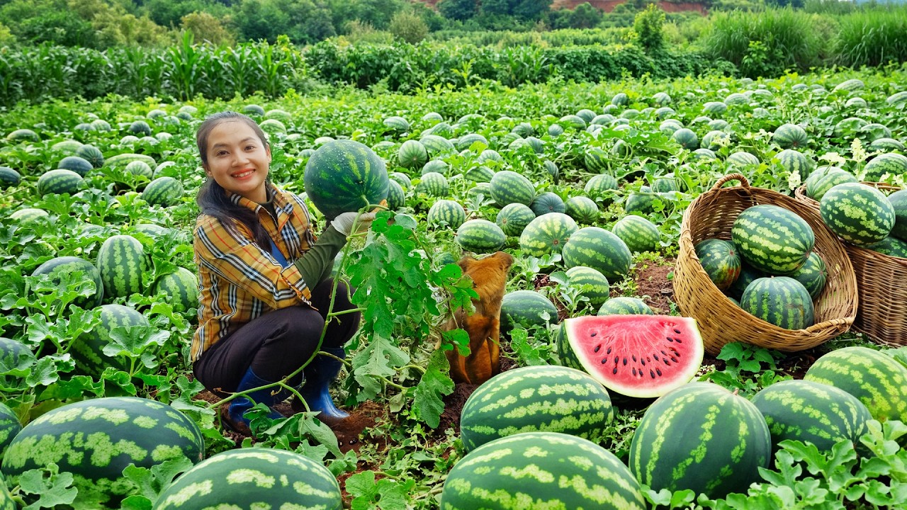 Harvest Watermelons To Sell At The Market &ndash; Cooking &ndash; Gardening &ndash; Daily Work On The Farm
