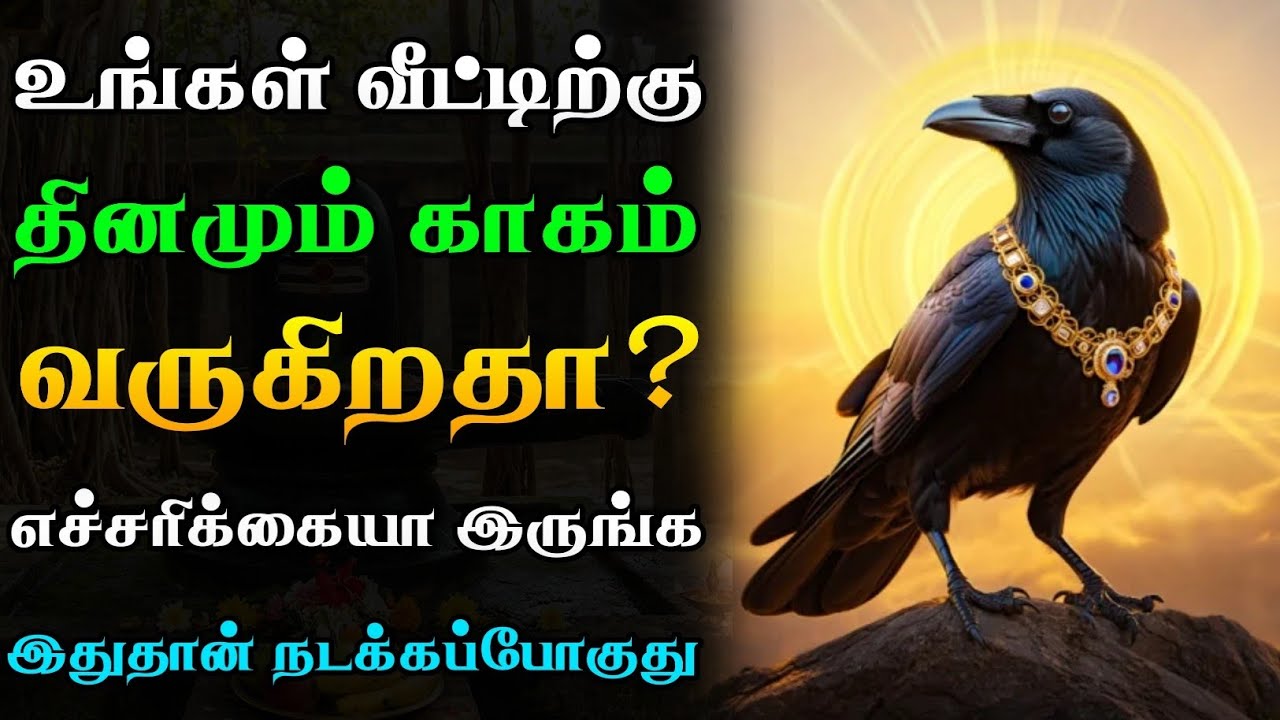 தினமும் காகம் வீட்டுக்கு வருதா?🐦‍⬛ நல்லதா? கெட்டதா? |🏠 Daily Crow Visit Warning or Blessing?