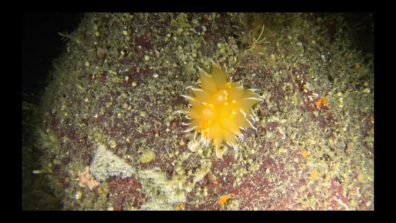 Night dive at Whytecliff Park