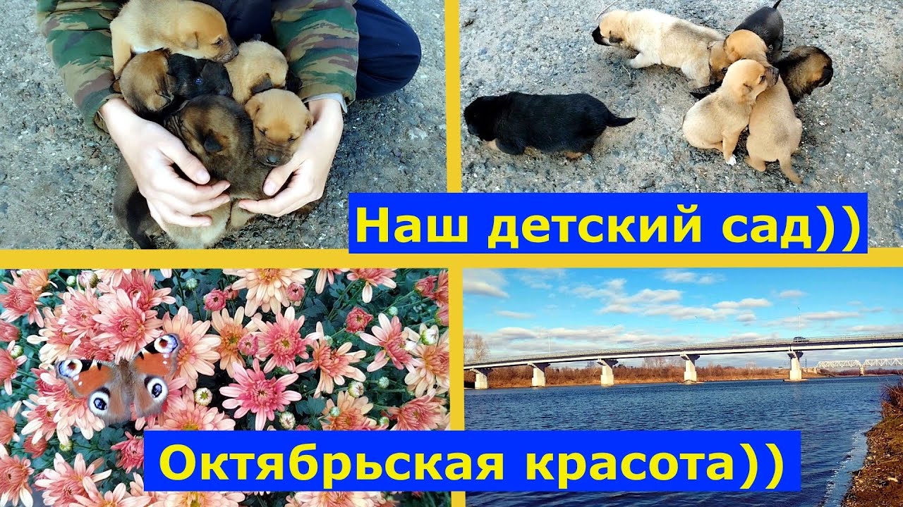 VLOG 11-12.10.2025г. Навожу порядок в теплице.Наша осенняя речка Кия. #прожизнь  #просемью #животные