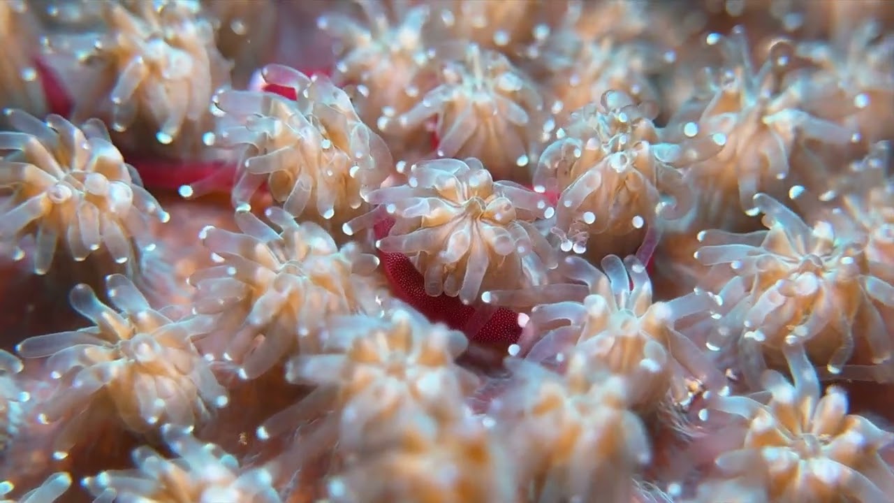 Braun’s Pughead Pipefish in Lembeh - Indonesia, August 2025 [4K|60fps]