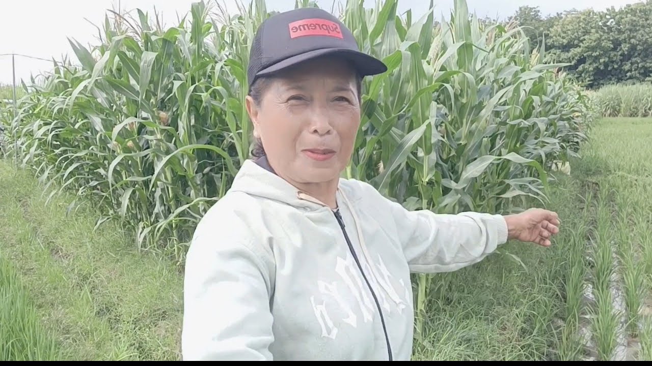 Endang Endang Sawah//Karo Sambi Ngarit@Bundajessen