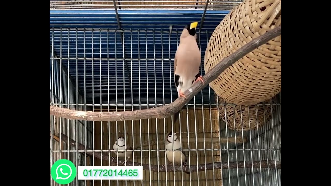Masked Grass Finch male singing..#finch #australia #european #finchlover #exotic #homebreed #masked