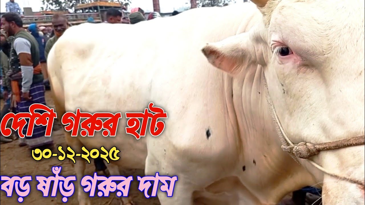 দেশি সেরা বড় গরুর হাট // বিখ্যাত চান্দাইকোনা গরুর হাট // জেলা সিরাজগঞ্জ থানা রায়গঞ্জ // 🐃🐃