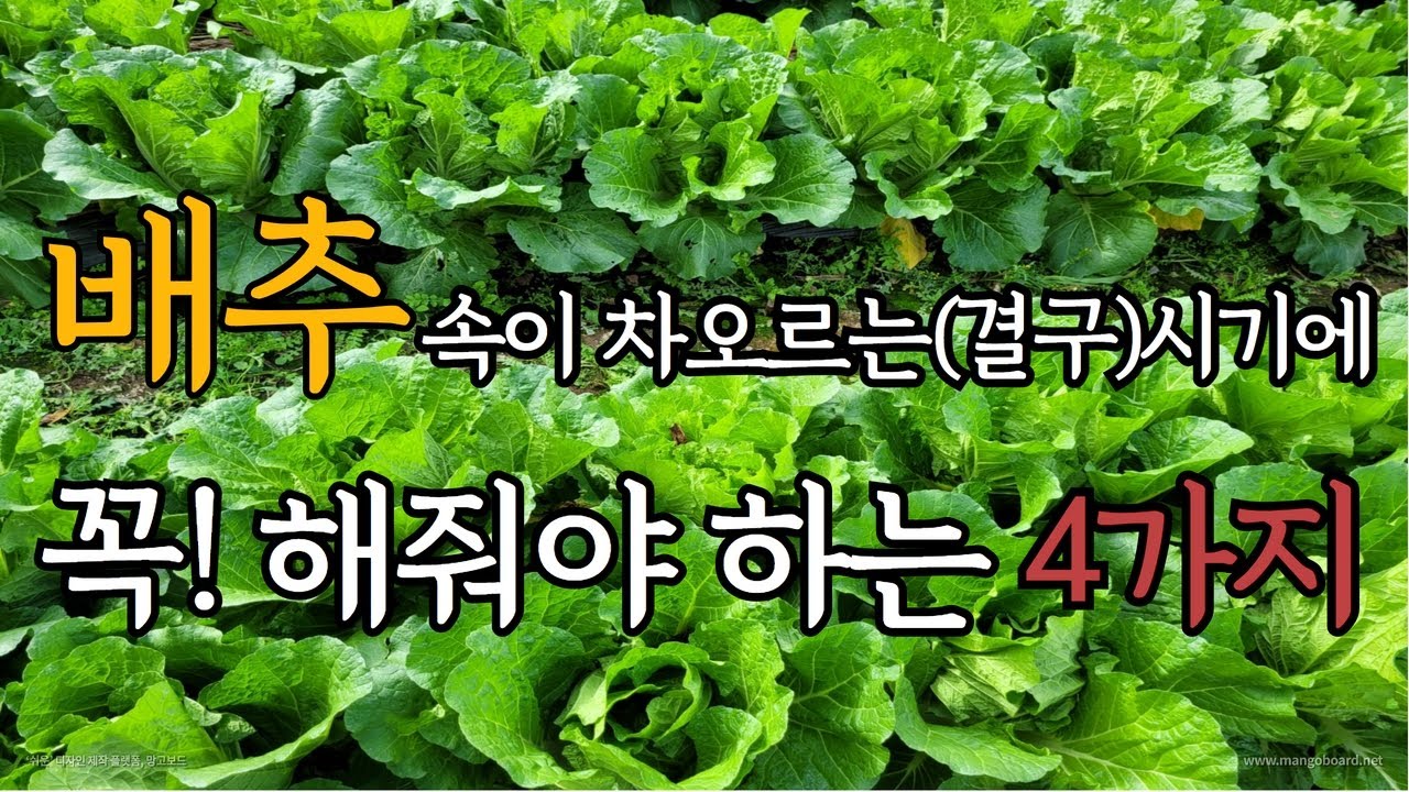 배추 속이차오르는(결구) 시기에 꼭 해줘야 하는 4가지!!