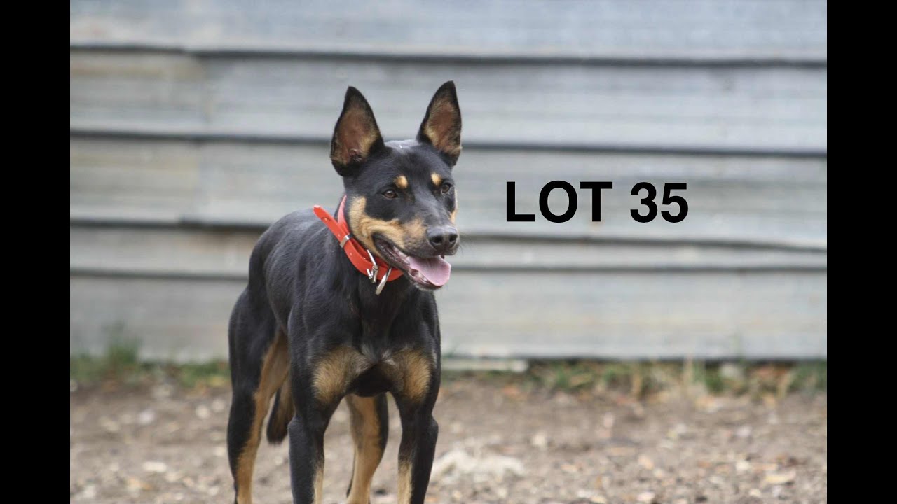 LOT 35 