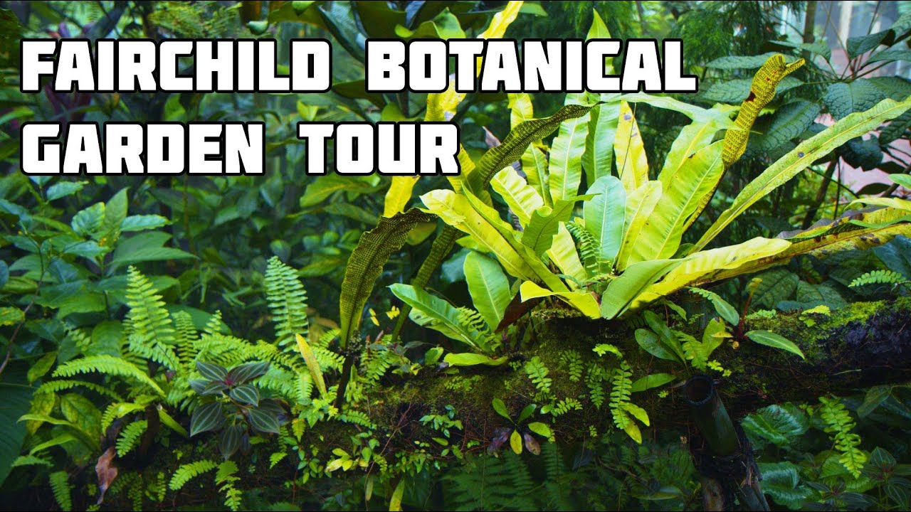 Fairchild Botanical Garden Tour ( Dec 2022 )