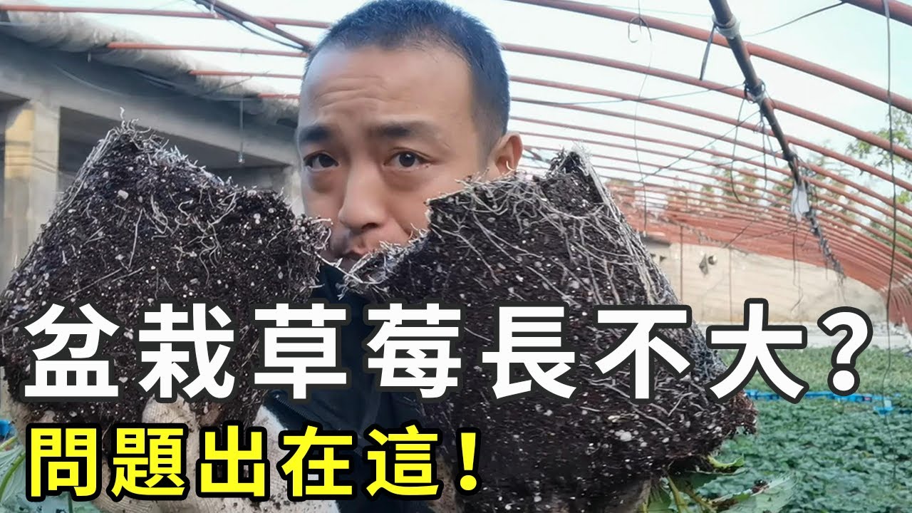 新手这样种草莓不易死！从零开始，演示种植全过程，帮你实现草莓自由！|Strawberry in pots|イチゴの鉢植え【手艺人飞羽】