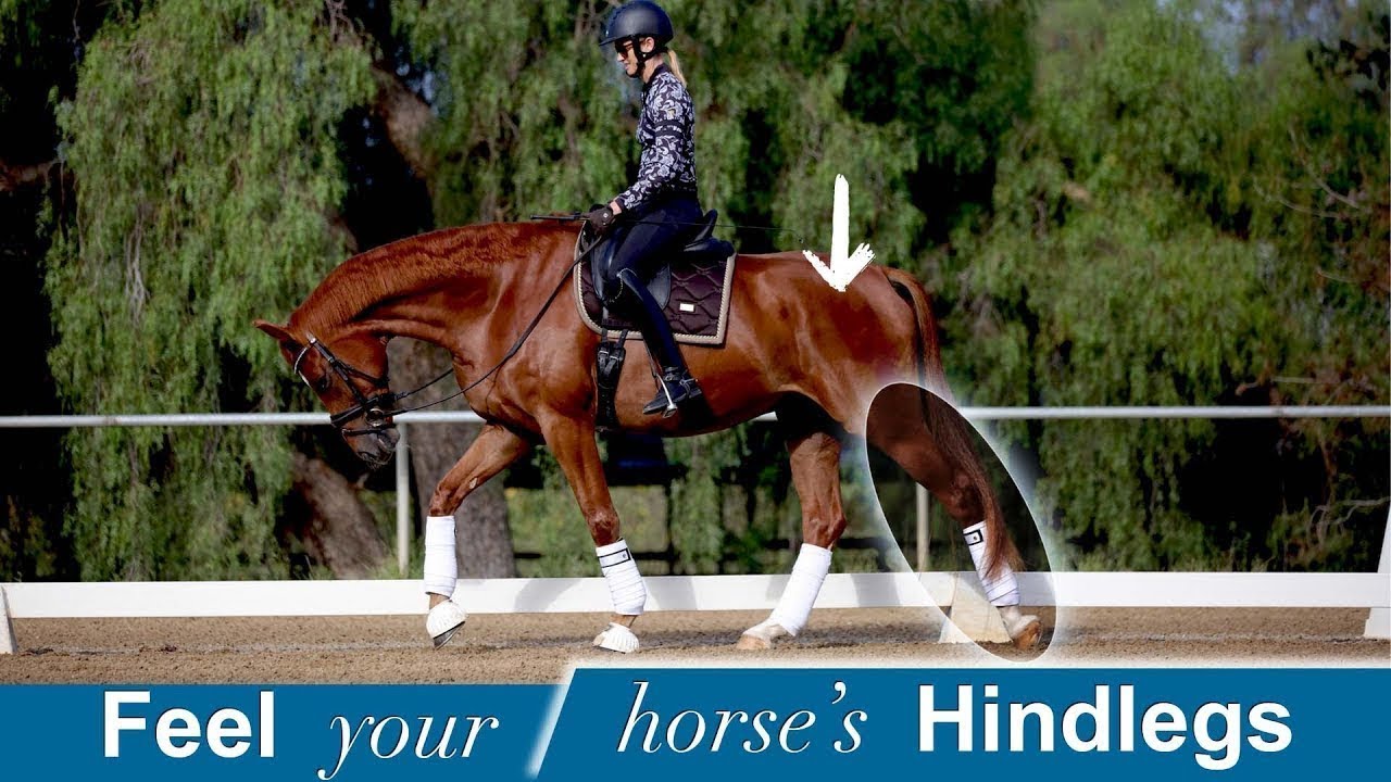 Are you hindleg blind? I've got a great trick for you!