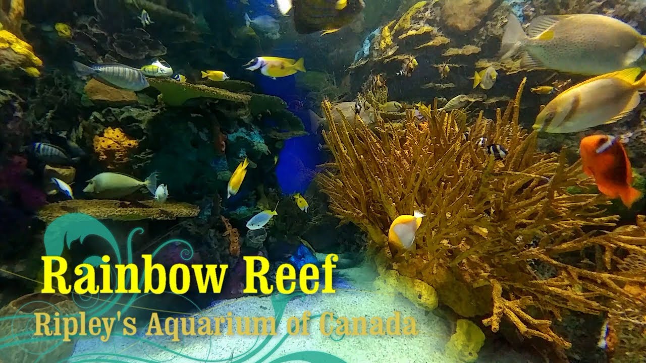 Rainbow Reef at Ripley's Aquarium of Canada | TravelZillion.com