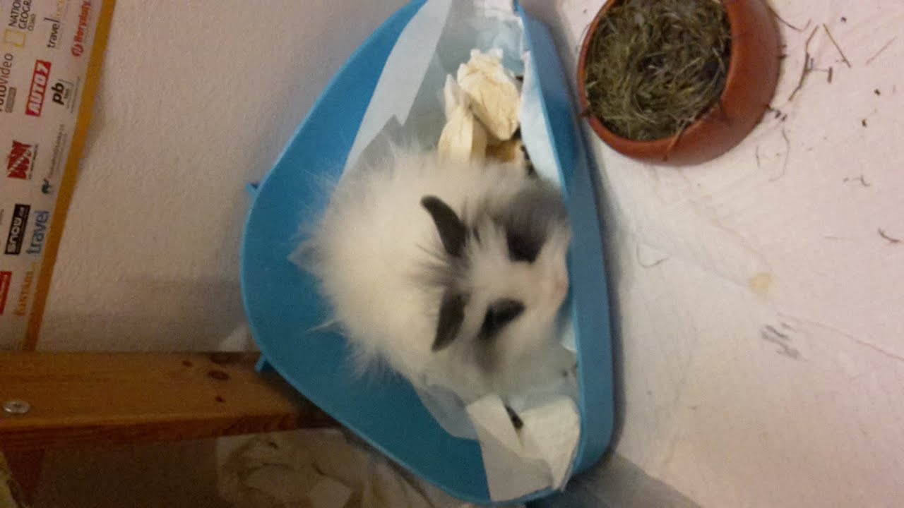 Jak má vypadat klec a výbava pro králíčka :)