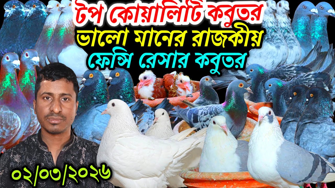 টপ কোয়ালিটি কবুতর ভালো মানের রাজকীয় আকর্ষণীয় ফেন্সি রেসার কবুতর বিক্রি হবে খামার থেকে দাম জানুন