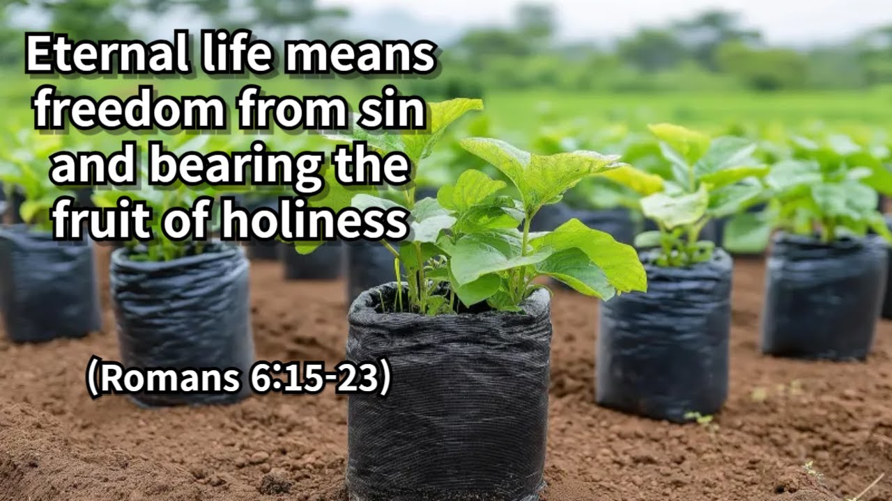 Eternal life means freedom from sin and bearing the fruit of holiness (Romans 6:15-23) (2/4)