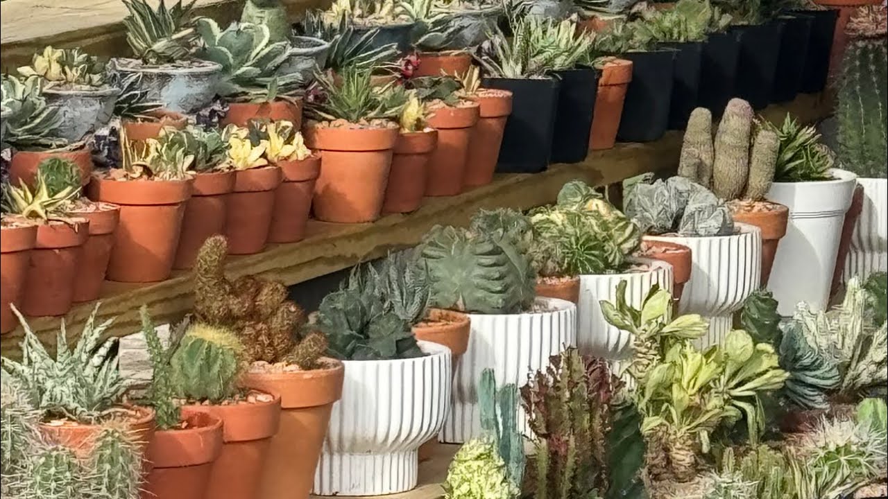 Rebuild a 200+ cactus collection section at Star Succulents Garden (Facebook) after Beryl Hurricane