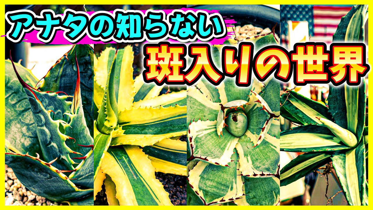 【斑入りアガベ】華麗で魅力的な斑入りアガベ特集 No.065