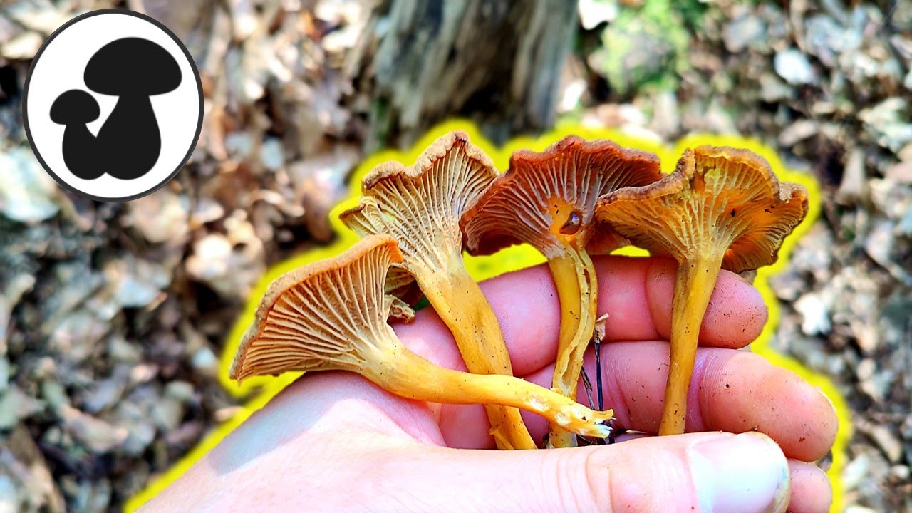 Trompetenpfifferlinge und Totentompreten ☠️🎺 Pilze sammeln September 2021🍄