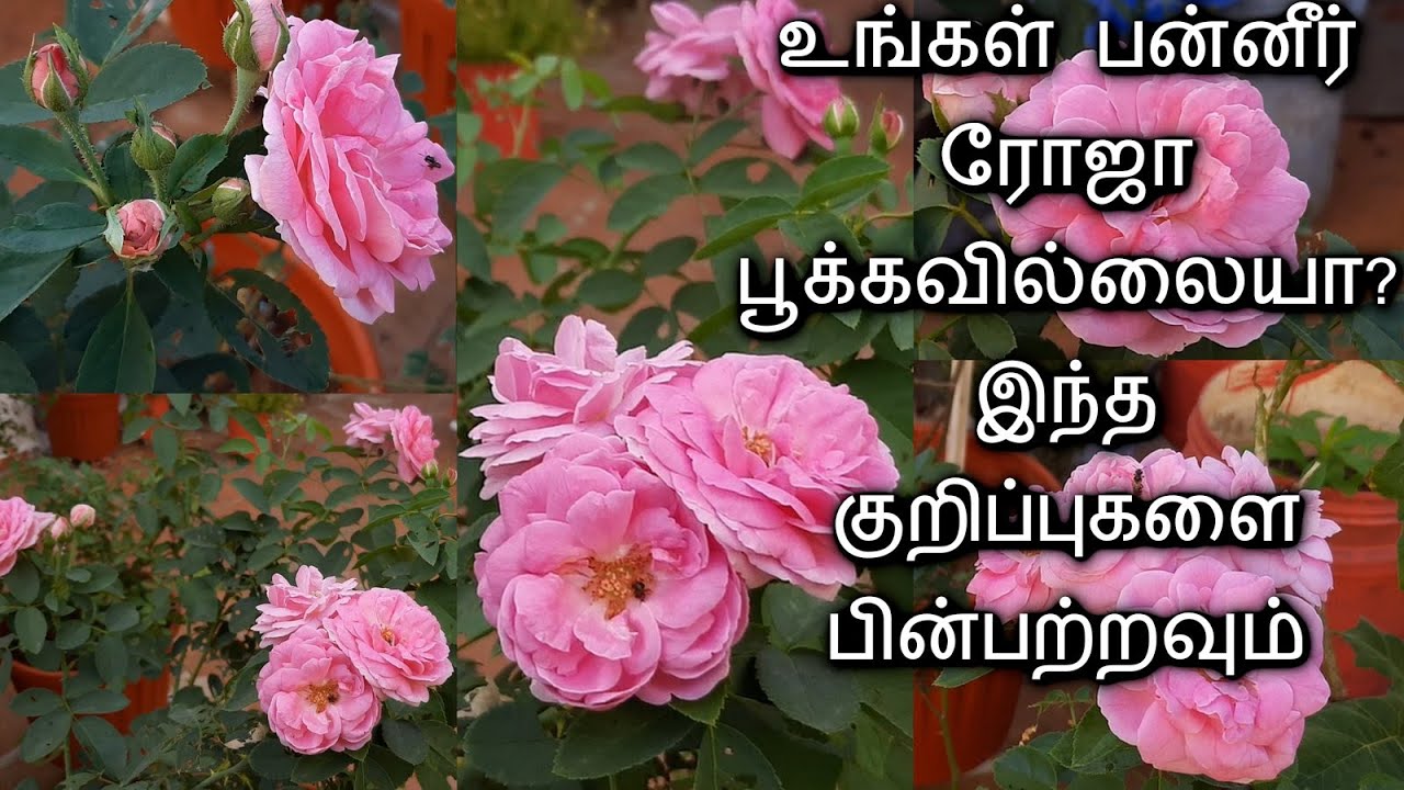 பன்னீர் ரோஜா கொத்து கொத்தாக பூக்க !! Tips for more flowering in Paneer Rose plant in Tamil