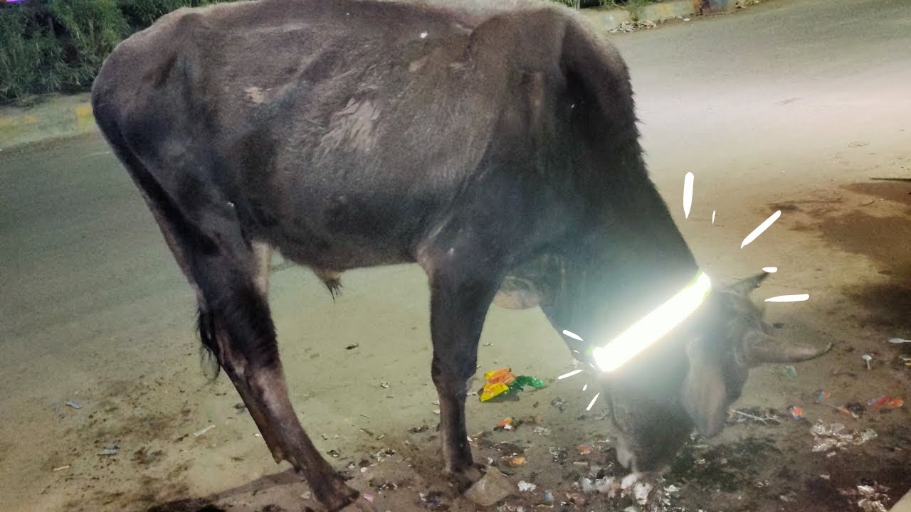 Reflective Collars for Stray Dogs and Cows | Radium Collar Drive For Homeless Animals