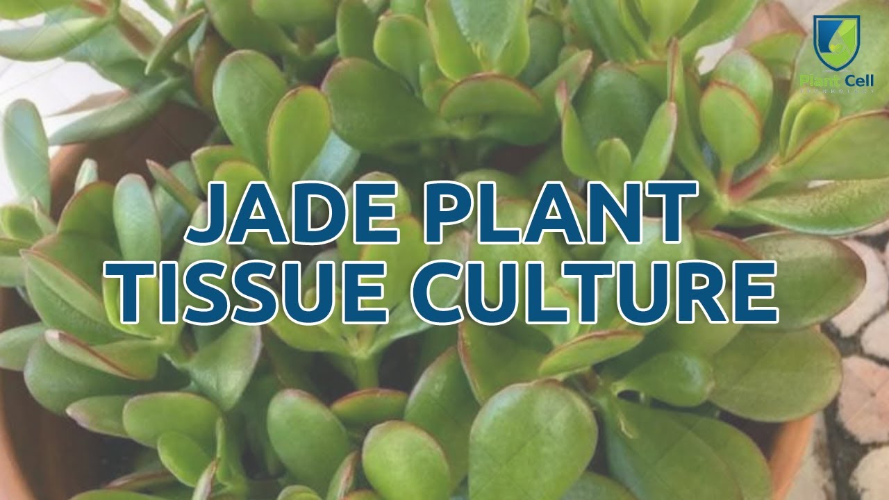 How to Tissue Culture a Jade Plant!