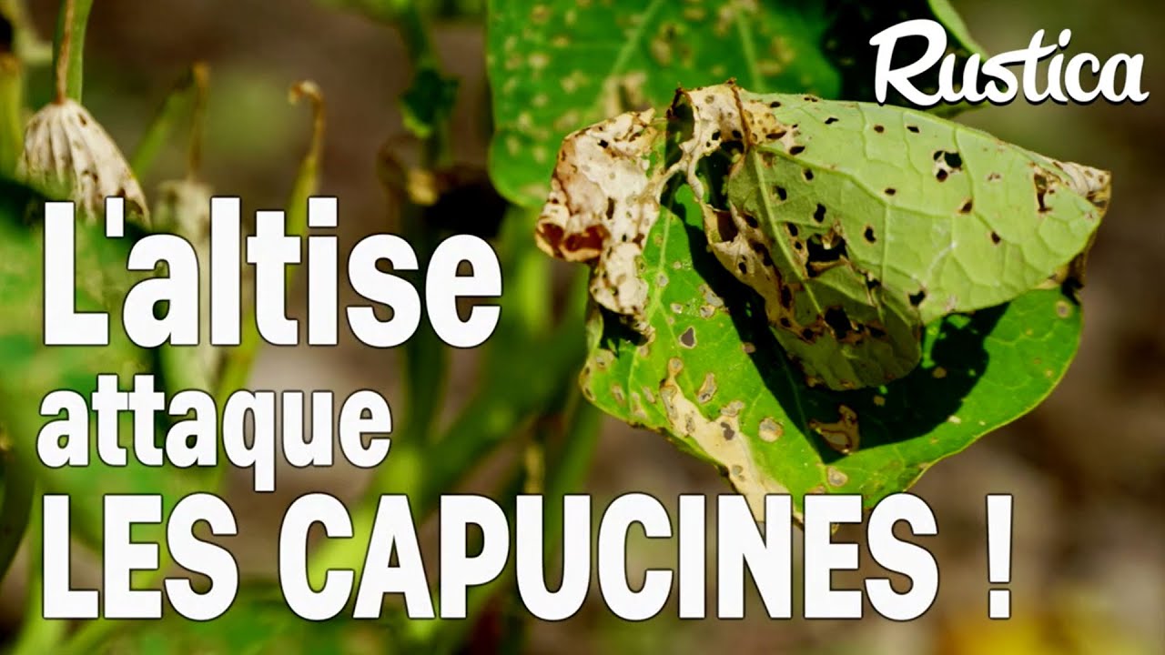 L’altise attaque les capucines