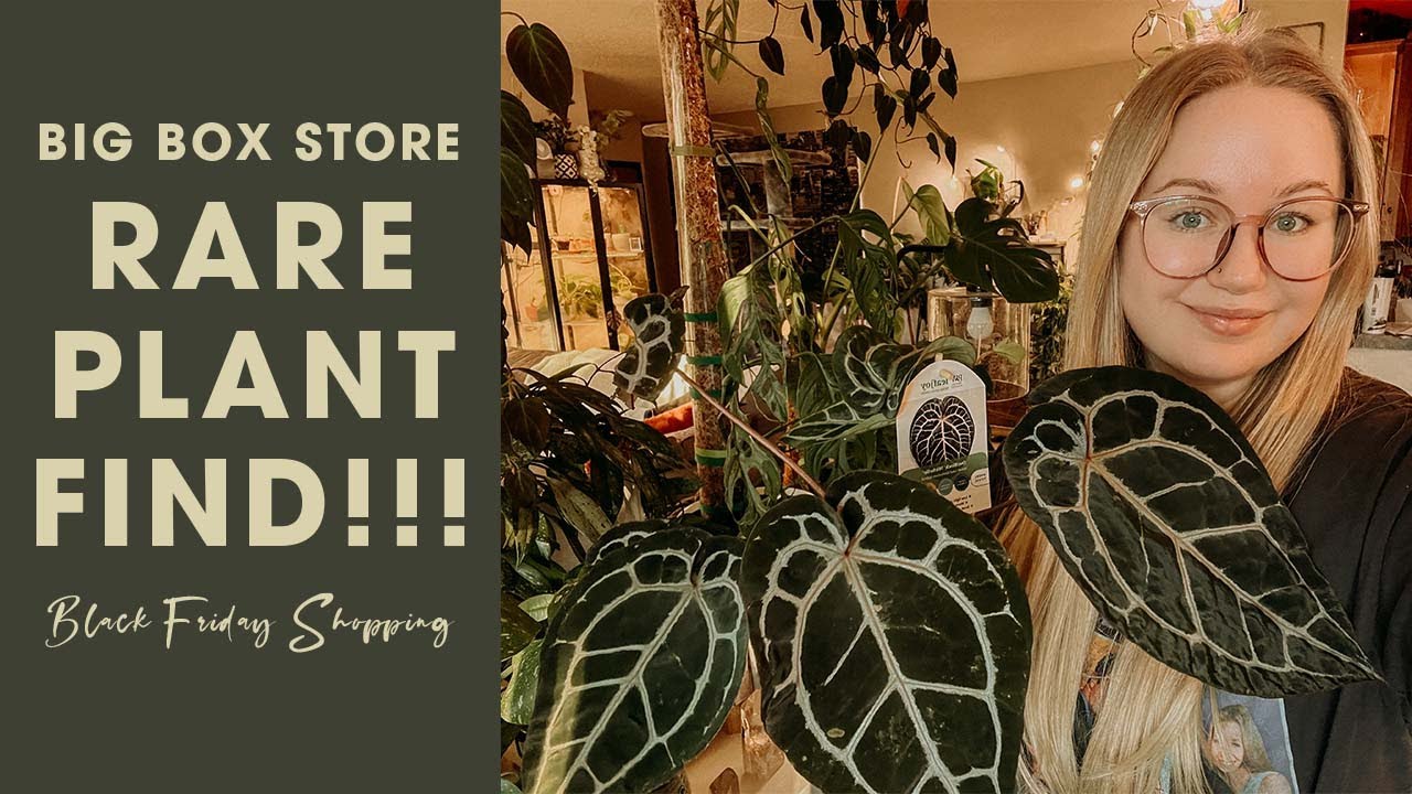 Black Friday Rare Plant Find!!!!! | Big Box Store Plant Shopping