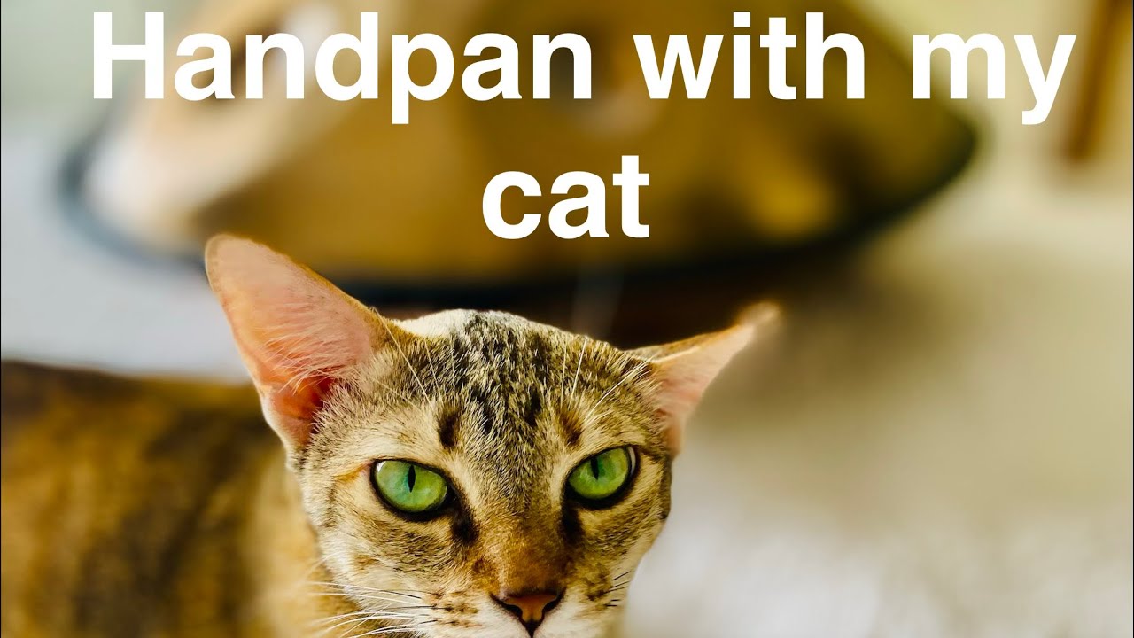 Soothing Handpan Music for Cats 🐾 5 Min Calming Music at Home