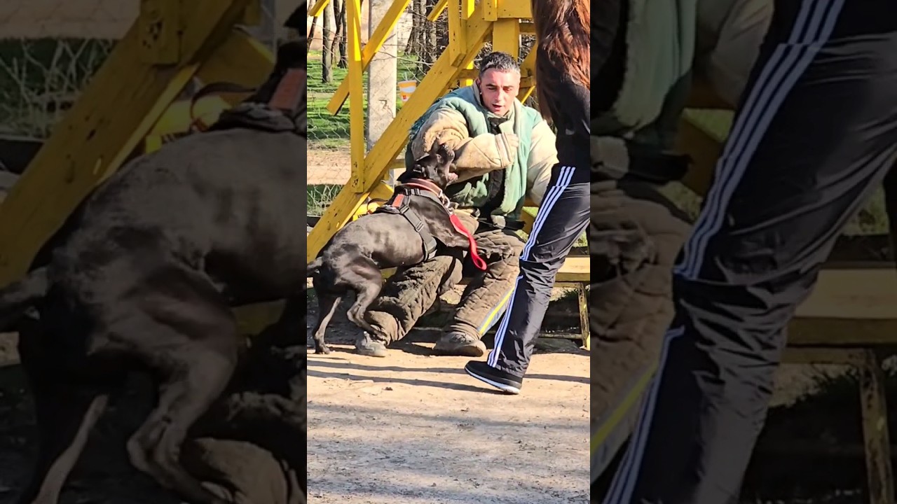 ‼️💥Bodyguard pitbull Boss.  Dog training GUARD.  Odessa 2024.