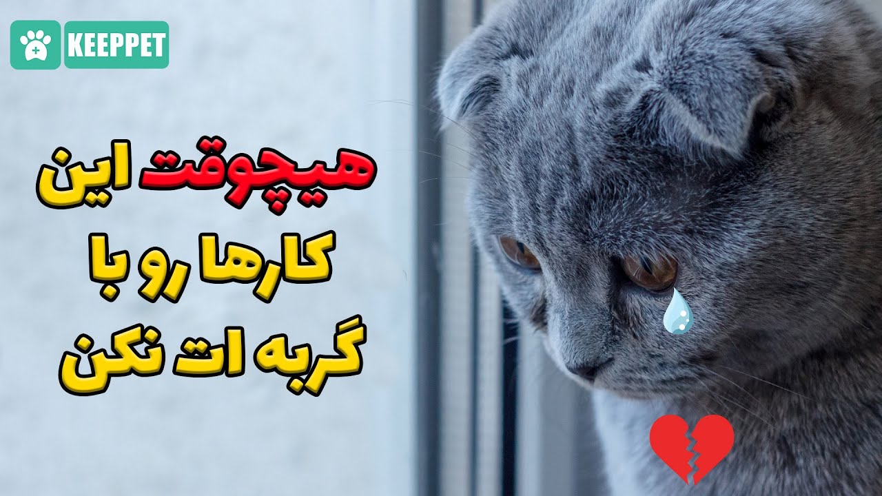 10 کاری که دل گربه ات رو بدجور میشکنه