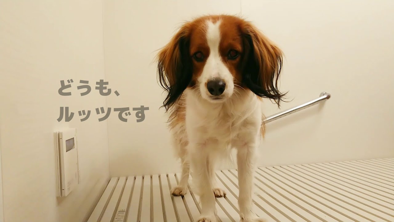 【3分まとめ】コーイケルホンディエをふわふわにする方法【kooikerhondje】