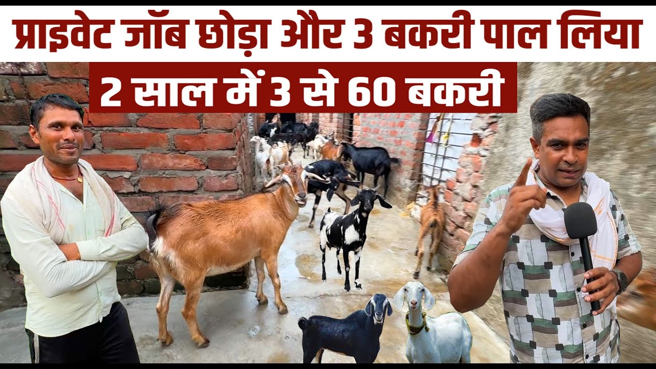 30 बकरी बेचा  30 फार्म पर है😲2 साल पहले प्राइवेट जॉब छोड़कर मात्र 3 बकरी से शुरू किया था Goat Farming