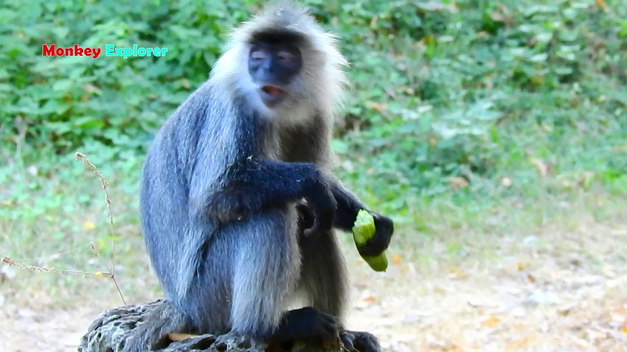 Wow, Leaf silver Langur monkey is so strange & beautiful face but unluckily she is so lonely living.
