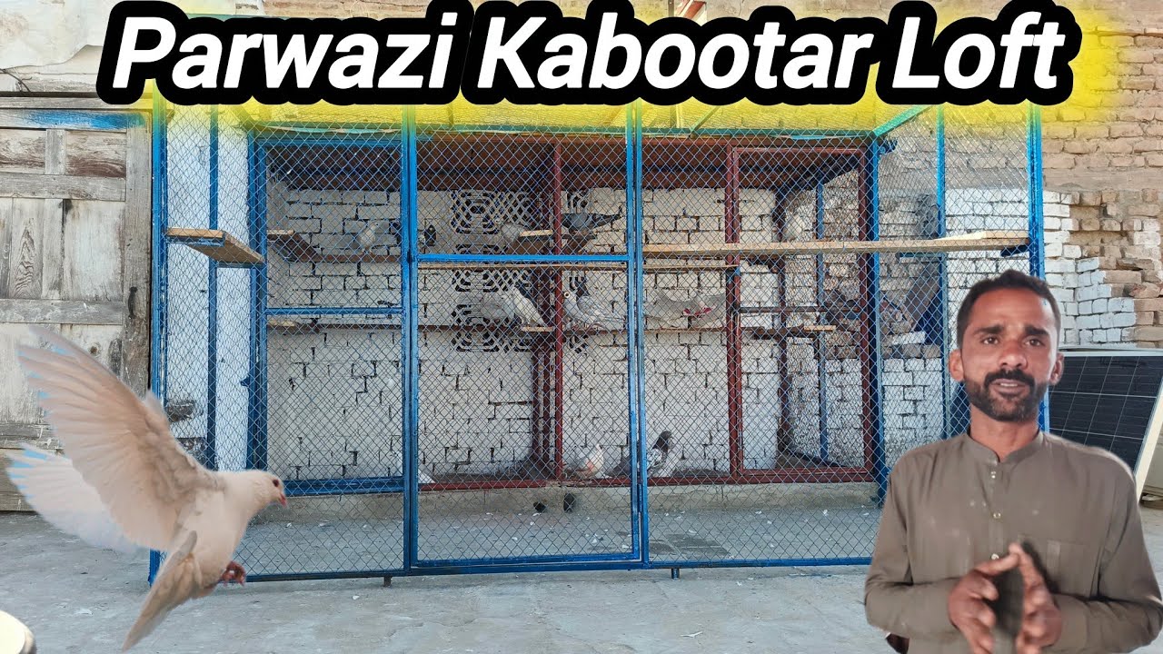 New Setup | Parwazi Kabootaron Ke Liye