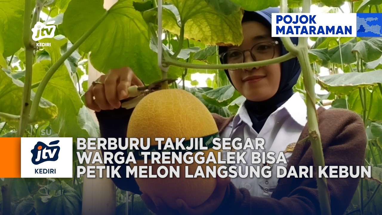 TRENGGALEK - Berburu Takjil Segar, Warga Trenggalek Bisa Petik Melon Langsung Dari Kebun
