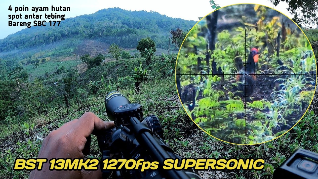Berburu ayam hutan ‼️ GILAA banyak ayam kalo gak kuat silahkan pulang 🤣@sbc177 