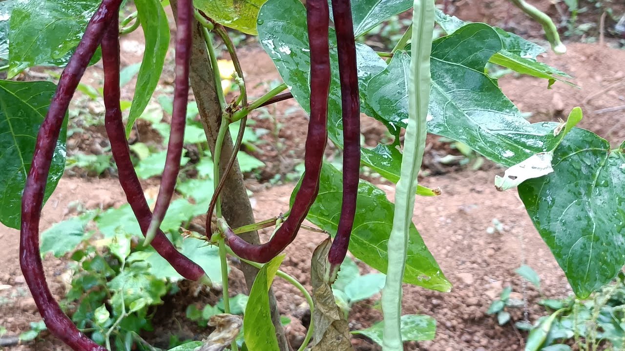 കുറഞ്ഞ സ്ഥലത്ത് പച്ചക്കറി കൃഷി ചെയ്ത് കൂടുതൽ വിളവ് നേടാം | ജൈവ പച്ചക്കറി കൃഷി | പയർകൃഷി, ചീരകൃഷി
