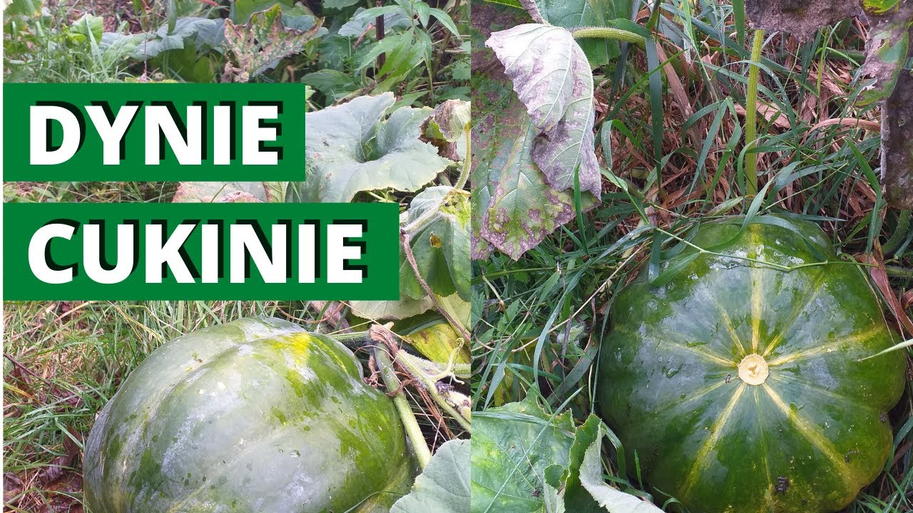 Jak siać dynie, cukinie i patisony. Siejemy dyniowate.