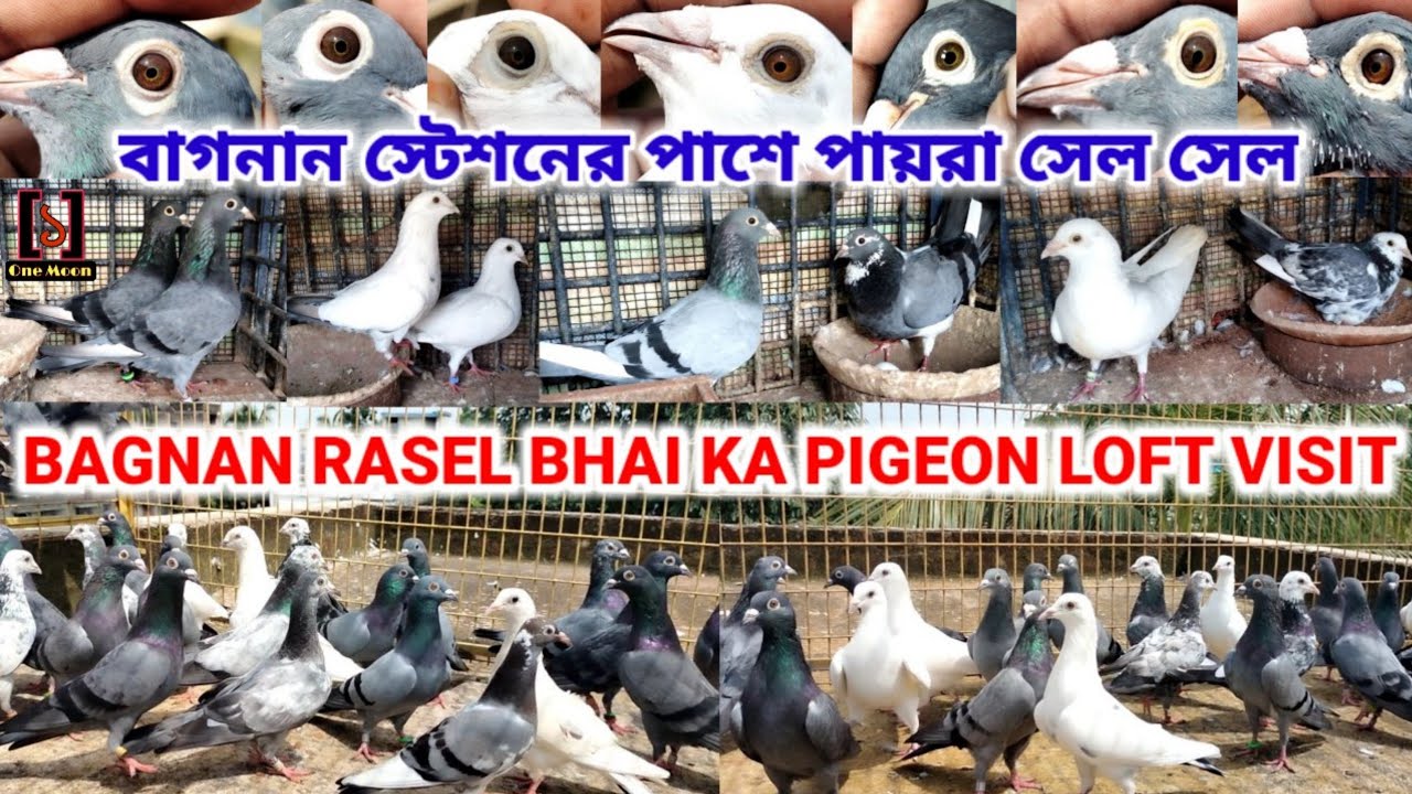Bagnan Rasel Bhai Ka Pigeon Loft Visit || Pigeon Loft Visit || One Moon