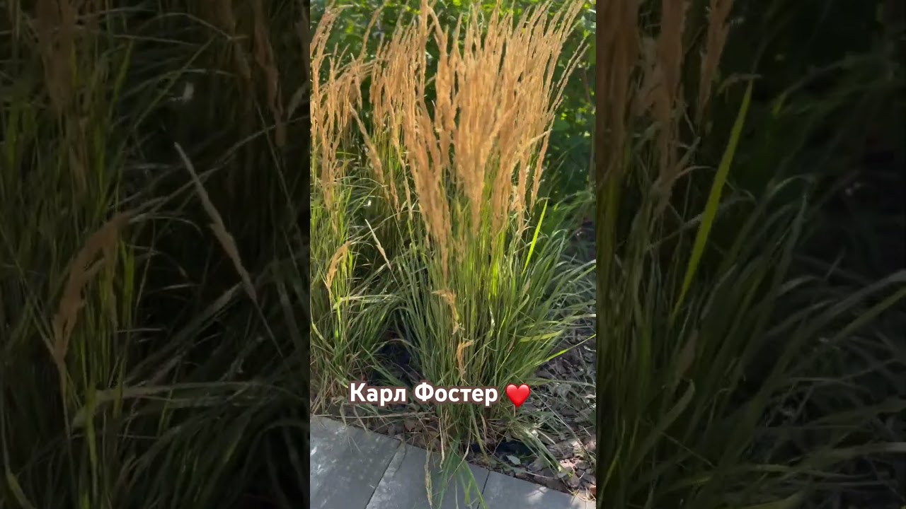 Війник Карл фостер - окраса саду. Цього року знову будемо садити.