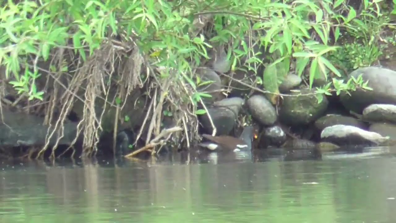 K0107　大分川　バン　オオバン　Oita River　Common moorhen　Coot