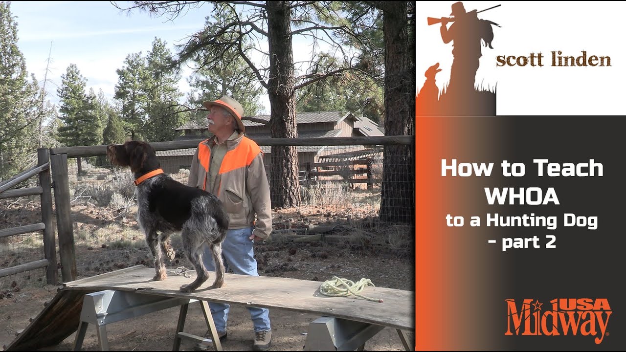 How to Teach WHOA to a Hunting Dog part 2 | Scott Linden
