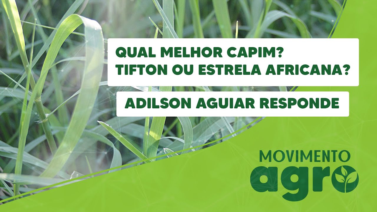 Qual o melhor Capim? Tifton ou Grama Estrela?