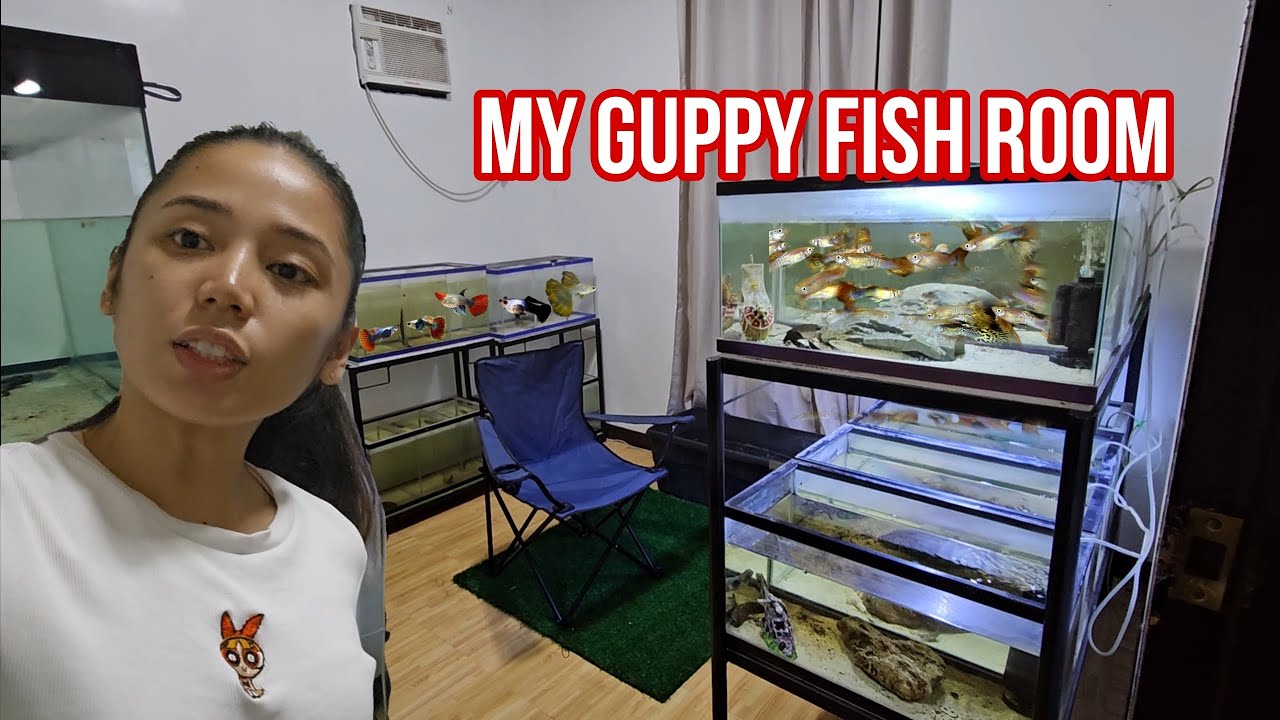 NEW GUPPY FISH ROOM SET UP