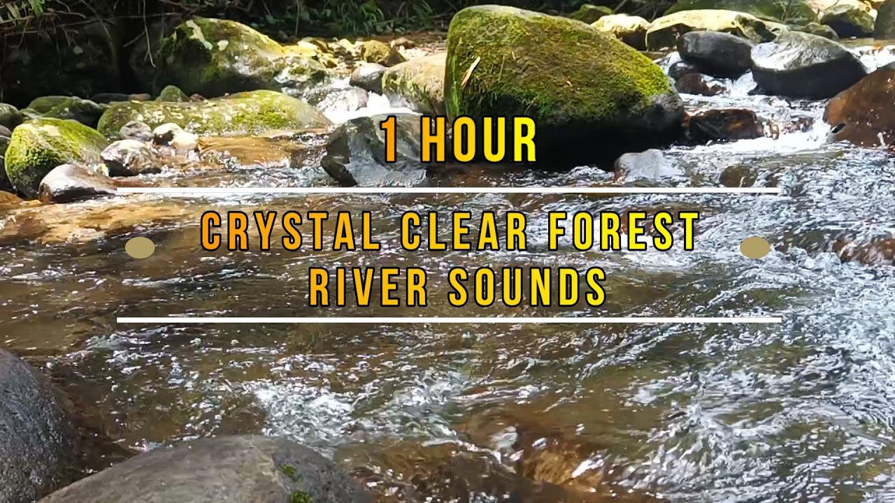 LIVE Crystal Clear Forest River Sounds For Studying Sleeping Meditation and Focus | Water ASMR