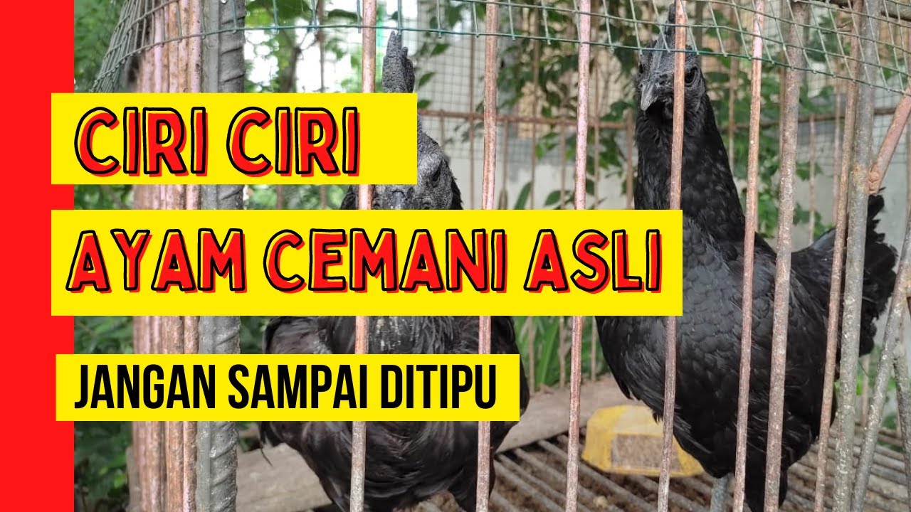 CIRI AYAM CEMANI ASLI, HARUS TAHU SEBELUM MEMBELI