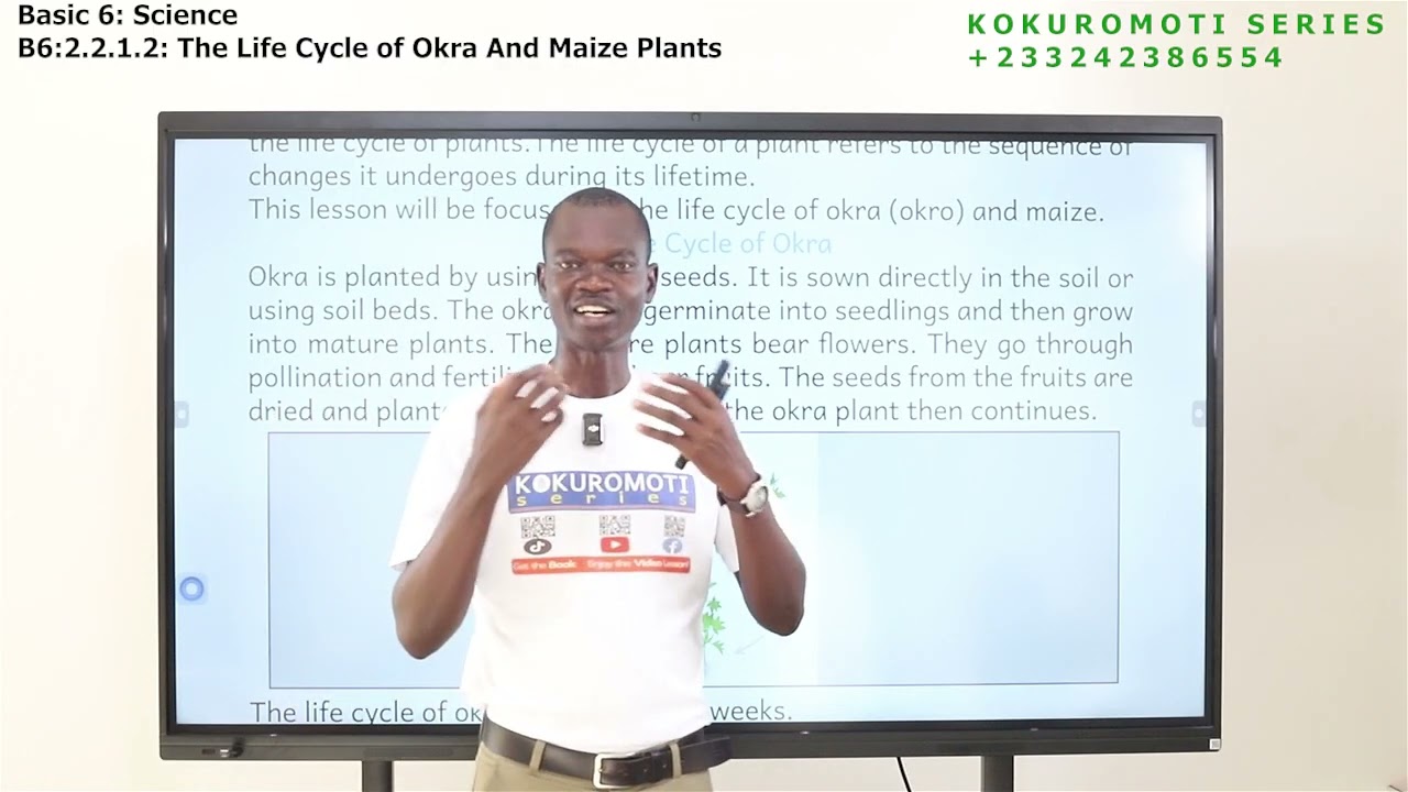 Basic 6: Science (B6.2.2.1.2) The Life Cycle of Okra and Maize Plants