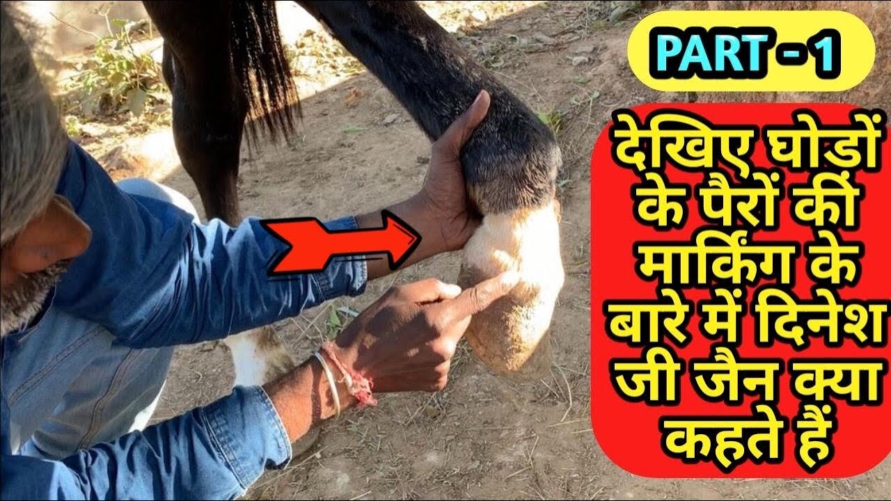 जानिए घोड़ों के पैरों की मार्किंग के बारे में