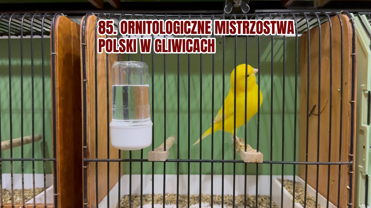 85 ORNITOLOGICZNE MISTRZOSTWA POLSKI