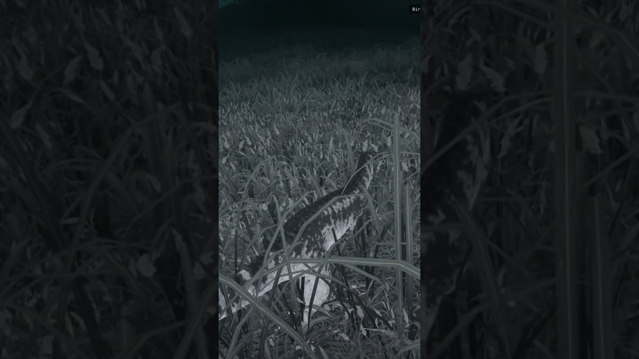 Dinos in the Rain... | The Isle Evrima Update 6.5